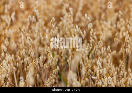 Plants d'avoine avec panicules mûres exposés en été chaud avant la récolte, Allemagne Banque D'Images
