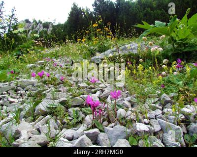 Jardin de rocaille alpin avec des fleurs de cyclamen violet (Cyclamen purpurascens) dans les montagnes de Karavanke, Slovénie Banque D'Images