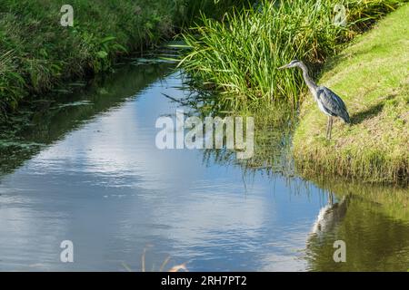 Great Blue Heron se tient au bord de l'eau Banque D'Images