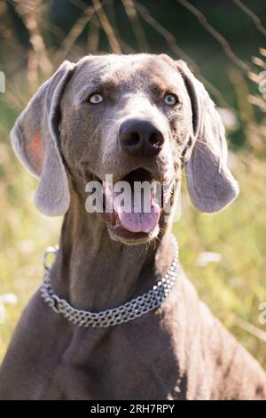 Chien Weimaraner extérieur Banque D'Images