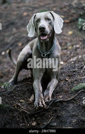 Chien Weimaraner extérieur Banque D'Images