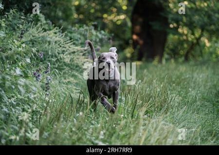 Chien Weimaraner extérieur Banque D'Images