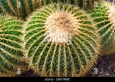Echinocactus grusonii ou Kroenleinia grusonii, communément appelé cactus à tonneau doré, boule dorée ou coussin de belle-mère, Banque D'Images