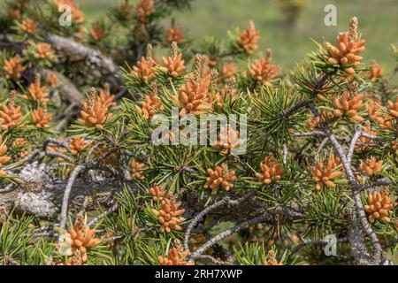 Gros plan du pin gris (pinus banksiana) au printemps. Banque D'Images