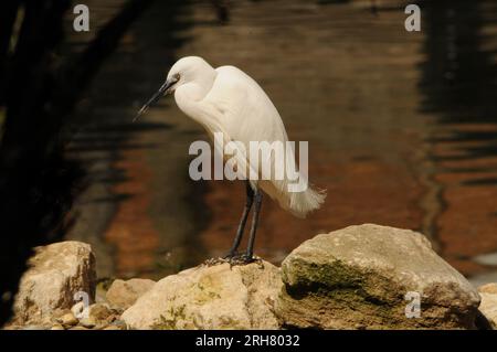 PETITE AIGRETTE, BIRDWORLD, PRÈS DE FARNHAM, SURREY. PIC MIKE WALKER 2023 Banque D'Images