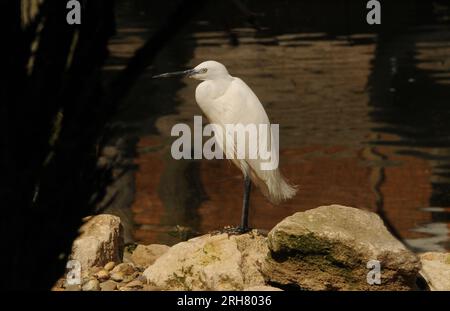 PETITE AIGRETTE, BIRDWORLD, PRÈS DE FARNHAM, SURREY. PIC MIKE WALKER 2023 Banque D'Images