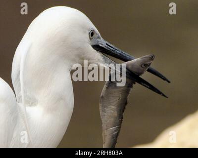 PETITE AIGRETTE, BIRDWORLD, PRÈS DE FARNHAM, SURREY. PIC MIKE WALKER 2023 Banque D'Images