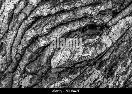 Un portrait en niveaux de gris capture l'essence de l'écorce d'arbre altérée dans le temps, soulignant la texture et le vieillissement du bois altéré. Banque D'Images