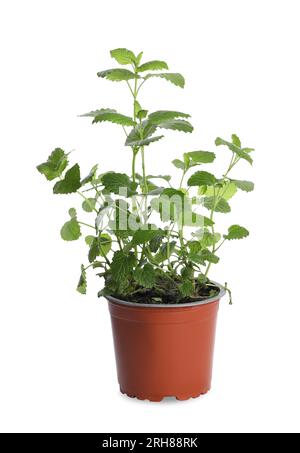 Plante aromatique de mélisse en pot vert isolé sur blanc Banque D'Images