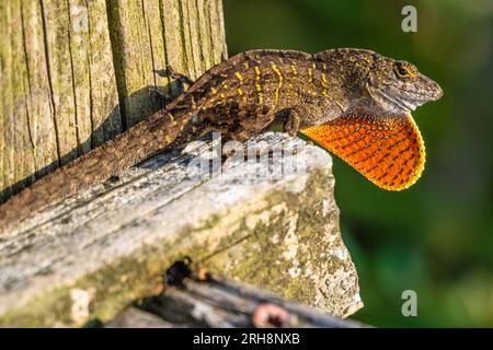 Grande anole brune (Anolis sagrei) avec nappe de rosée orange vif prenant le soleil sur une promenade d'accès à la plage à Ponte Vedra Beacch, Floride. (ÉTATS-UNIS) Banque D'Images