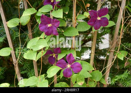 Gros plan des fleurs violettes de la clématite Lasurstern poussant sur un treillis en bois patiné Banque D'Images