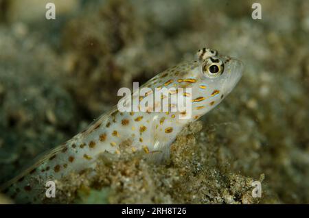 Silverspot Shrimpgoby, Ctenogobiops maculosus, par trou, site de plongée de Kareko point, détroit de Lembeh, Sulawesi, Indonésie Banque D'Images