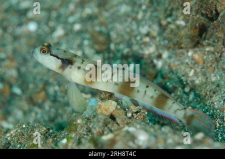 Shrimpgoby masqué, Amblyeleotris gymnocephala, à l'entrée du trou, site de plongée de police Pier 2, détroit de Lembeh, Sulawesi, Indonésie Banque D'Images