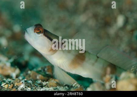 Shrimpgoby masqué, Amblyeleotris gymnocephala, à l'entrée du trou, site de plongée de police Pier 2, détroit de Lembeh, Sulawesi, Indonésie Banque D'Images