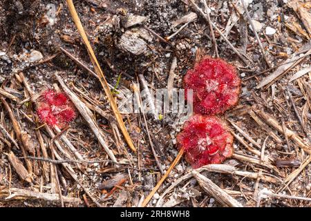 Plantes carnivores : Drosera aliciae dans un habitat naturel près de Caledon dans le Cap occidental de l'Afrique du Sud Banque D'Images