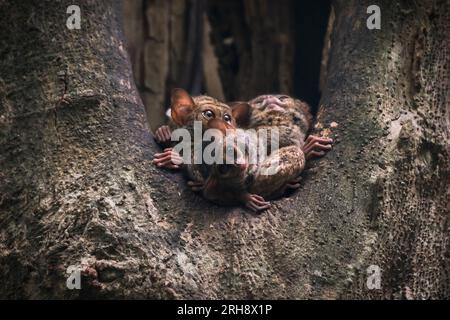 Famille des tarsiers spectraux, Tarsuis Tarsier, au crépuscule dans un trou d'arbre dans le parc national de Tangkoko, Sulawesi du Nord, Indonésie Banque D'Images