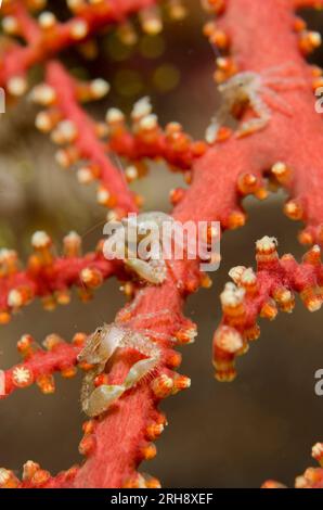 Crabe porcelaine, Lissoporcellana sp, sur corail avec polypes, plongée de nuit, site de plongée Wagmab, île Balbulol, Misool, Raja Ampat, Papouasie occidentale, Indonésie Banque D'Images