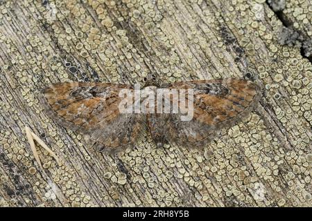 Gros plan naturel sur un Tawny Speckled Pug bien camouflé, Eupithecia icterata assis avec des ailes étalées sur le bois Banque D'Images