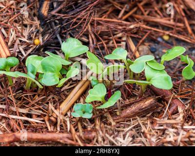 Une rangée de plants de Rashish à feuilles vertes dans le potager Banque D'Images