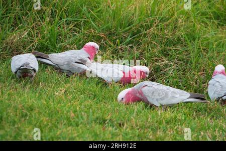 Un troupeau de Galahs, de Cockatoos roses et gris, des oiseaux indigènes australiens, se nourrissant de graines et peut-être de larves dans l'herbe verte Banque D'Images