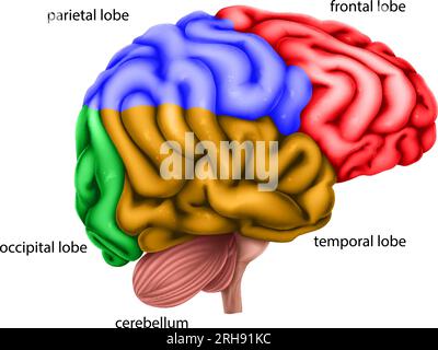 Régions du cerveau humain lobes Labelled Illustration Illustration de Vecteur