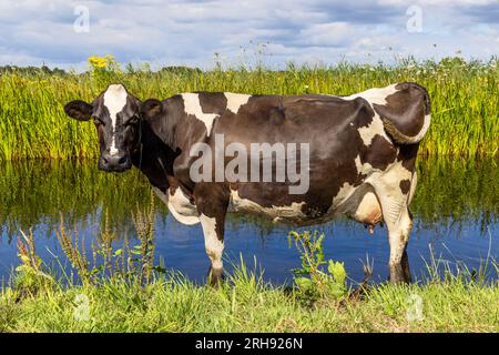 Une vache debout dans l'eau, se refroidissant dans un fossé, prenant un bain dans un ruisseau avec des berges vertes, et un ciel couvert Banque D'Images