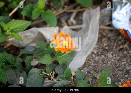 Fleurs oranges et jaunes de lantana (Lantana camara) : (pix Sanjiv Shukla) Banque D'Images