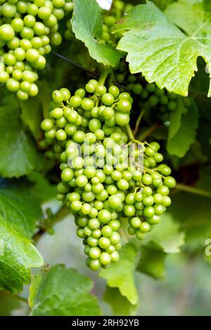 Raisins verts à maturation à Denbies Vineyard près de Dorking, Surrey, Angleterre Banque D'Images