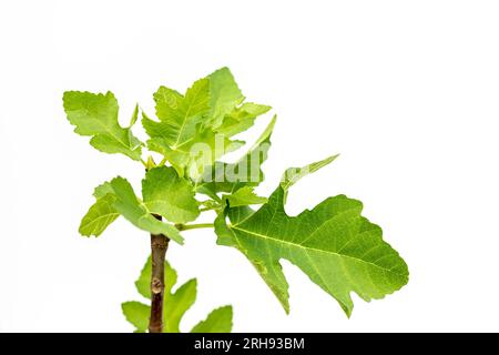 Vert nouvelles feuilles fraîches germe dans le figuier isolé sur fond blanc Banque D'Images