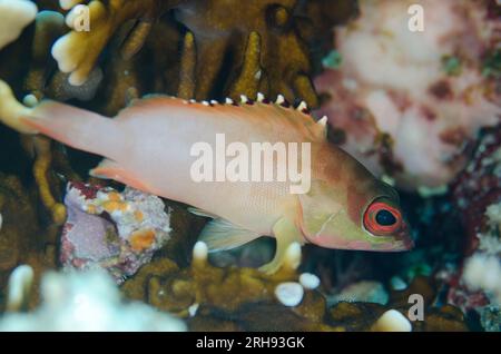 Mérou à pointes noires, Epinephelus fasciatus, site de plongée Tank Rock, île de Fiabacet, Misool, Raja Ampat, Papouasie occidentale, Indonésie Banque D'Images