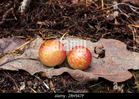 Galettes de cerisier; moraillon de cerisier; Cynips quercusfolii; automne; Royaume-Uni Banque D'Images