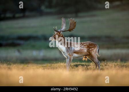 Fallow Deer; Dama dama; Buck; Royaume-Uni Banque D'Images