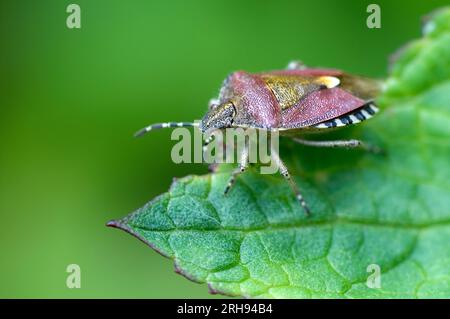 Insecte du bouclier poilu, punaise ; Dolycoris baccarum ; 2005 ; Cornouailles Banque D'Images