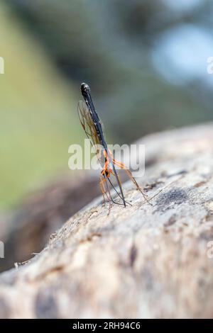 Ichneumon Wasp; manifestant d'Ephialtes; Femme; Ovipositting; Royaume-Uni Banque D'Images