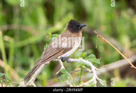 Oiseau commun et répandu en Afrique orientale et australe, le Bulbul aux yeux noirs ou à évents jaunes s'adapte rapidement à la vie dans les habitats humains. Banque D'Images