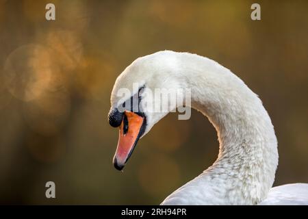 Cygne tuberculé Cygnus olor ; ; Portrait ; UK Banque D'Images