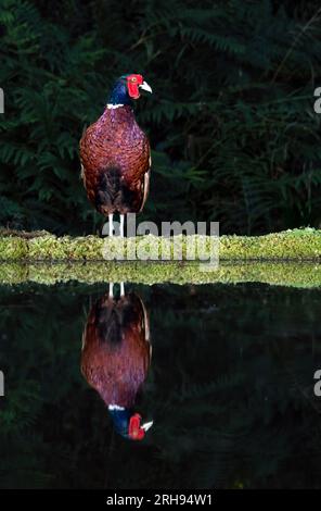 Portrait d'un faisan mâle, Phasianus colchicus, debout au bord d'une piscine. Il est tard le soir et il se reflète dans l'eau Banque D'Images