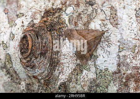 Moth du museau ; Hypena proboscidalis ; Royaume-Uni Banque D'Images