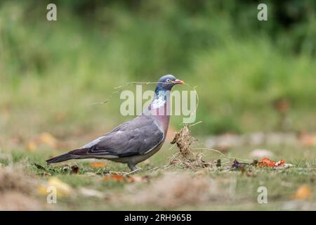 Wood Pigeon ; Columba palumbus ; avec matériau de nidification ; Royaume-Uni Banque D'Images