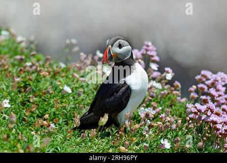 Macareux de l'Atlantique (Fratercula arctica) debout sur l'herbe verte , Saltee Island, Irlande, Banque D'Images