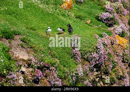 Macareux de l'Atlantique, fratercula arctica, sur l'herbe verte par une journée ensoleillée, île de Saltee, Irlande Banque D'Images