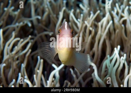 Anémonefish rose, périderion amphiprion, dans Anémone de mer coriace (Heteractis crispa), site de plongée Zen Garden West, île de Penemu, Raja Ampat, Papouasie occidentale Banque D'Images
