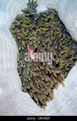 Anémonefish rose, périderion amphiprion, dans les tentacules de magnifique boule d'Anémone de mer, Heteractis magnifica, Rhun Island, près de Banda Neira, Maluku Prov Banque D'Images