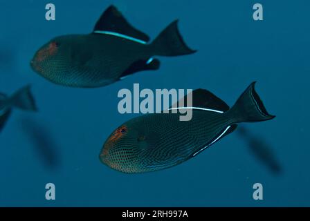 Black Triggerfish, Melichthys niger, site de plongée de Kadola, Pulau Penyu, mer de Banda, Moluques, Indonésie Banque D'Images