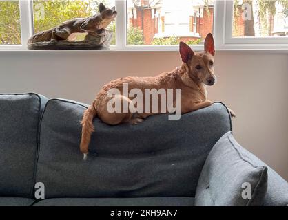 Podenco une race de ne sont pas considérés comme des animaux, en vertu de la loi espagnole, ils sont considérés comme des « outils de travail » et tués dans les années 1000 chaque année Banque D'Images