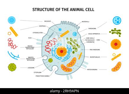 Composition horizontale d'anatomie cellulaire avec ensemble d'icônes d'éléments cellulaires colorés isolés avec légendes de texte pointeurs illustration vectorielle Illustration de Vecteur