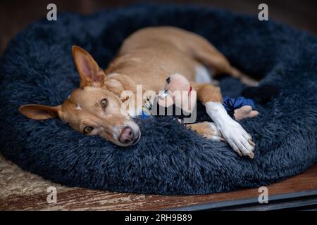 Podenco une race de ne sont pas considérés comme des animaux, en vertu de la loi espagnole, ils sont considérés comme des « outils de travail » et tués dans les années 1000 chaque année Banque D'Images