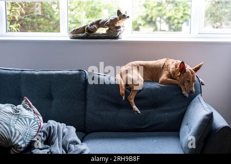 Podenco une race de ne sont pas considérés comme des animaux, en vertu de la loi espagnole, ils sont considérés comme des « outils de travail » et tués dans les années 1000 chaque année Banque D'Images