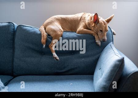Podenco une race de ne sont pas considérés comme des animaux, en vertu de la loi espagnole, ils sont considérés comme des « outils de travail » et tués dans les années 1000 chaque année Banque D'Images