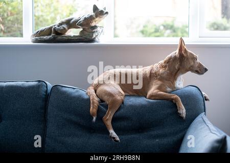 Podenco une race de ne sont pas considérés comme des animaux, en vertu de la loi espagnole, ils sont considérés comme des « outils de travail » et tués dans les années 1000 chaque année Banque D'Images